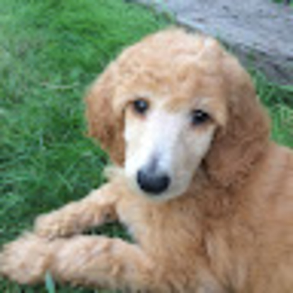 Meet your Posher, Rose